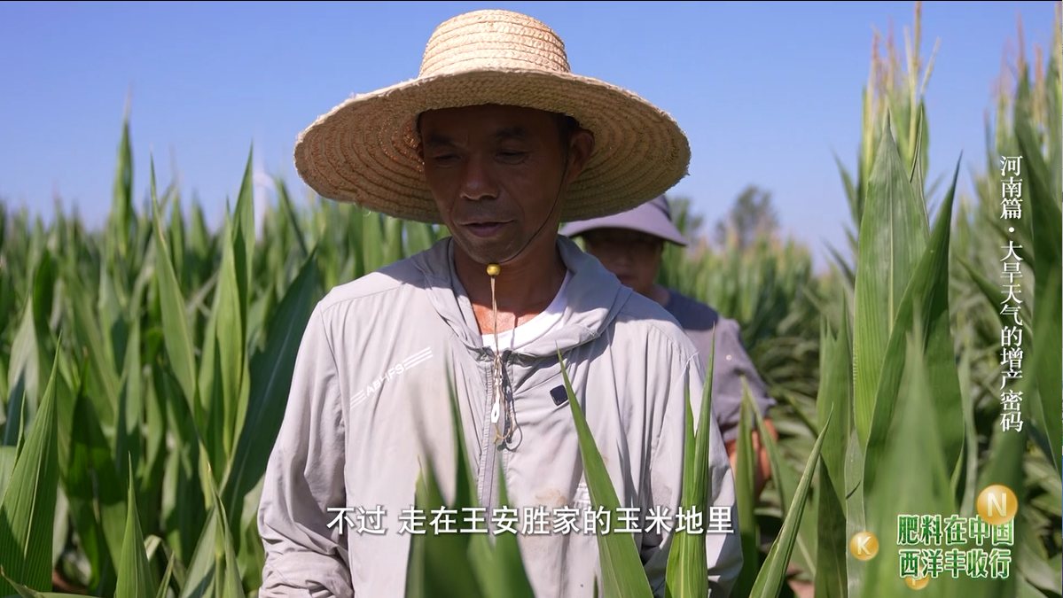 “針”功夫,大作為｜水溶施肥為中原旱地注入新活力！